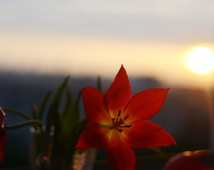 Red tulips with a sunset in the background