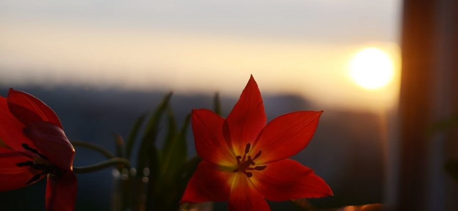 Red tulips with a sunset in the background